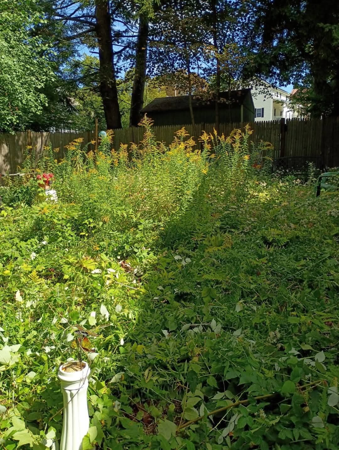 Before: backyard swallowed by goldenrod and weeds