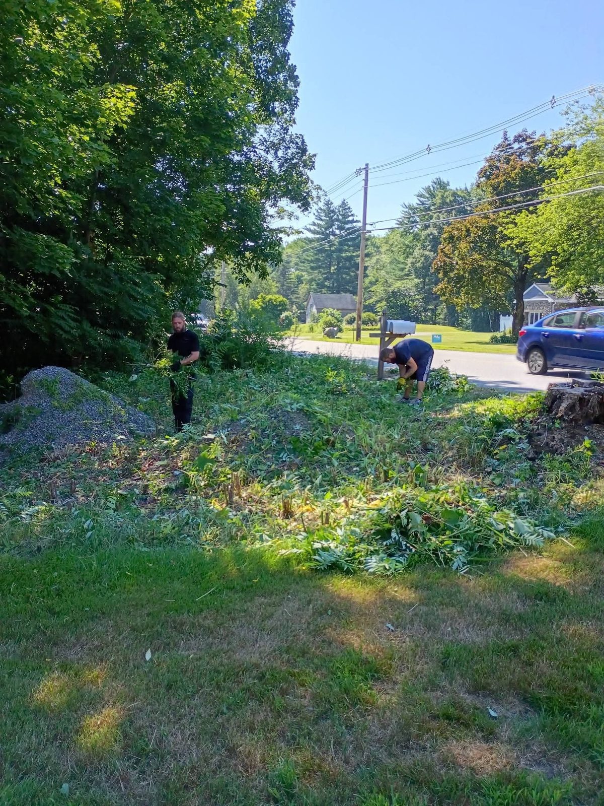 Crew clearing thick brush and overgrowth near the road