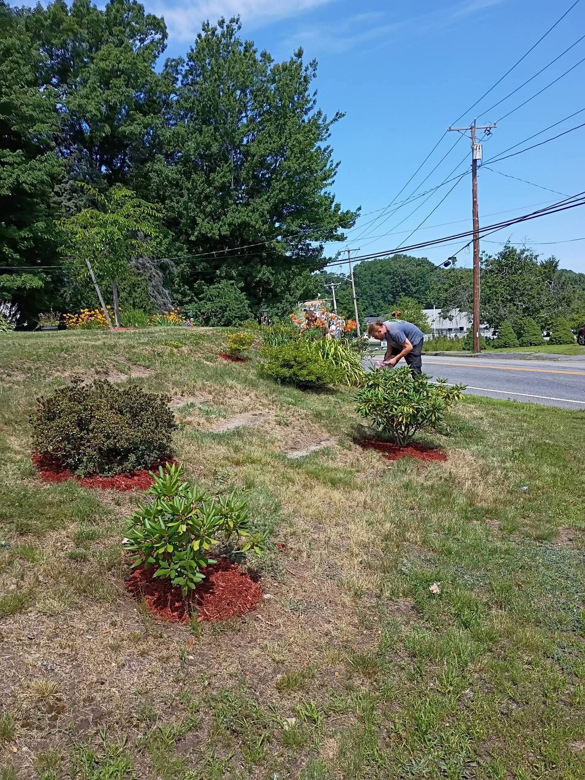 New shrubs planted in fresh red mulch rings on a roadside lawn